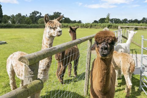 alpacas - Ferma Picketts