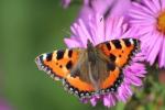 David Attenborough dorește ca toți să participăm la Big Butterfly Count 2017 în această vară