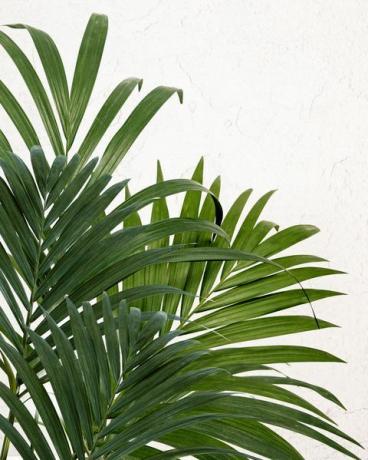 kentia palm howea forsteriana
