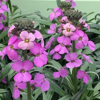 Erysimum 'Bowl's Mauve'