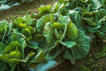 varză, câmp de varză, hrană ecologică, fermă ecologică, agricultură ecologică, fermă, agricultură, câmp de fermă, fermă fără oameni imagine conceptuală pentru prospețime, prospețime, stil de viață natural, sănătos, sănătos, alimente sănătoase, alimentație sănătoasă, fermă la masa