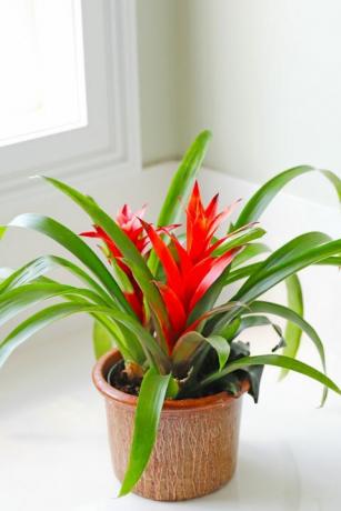 populare plante de apartament bromeliade vibrante, accent colț de baie luminos