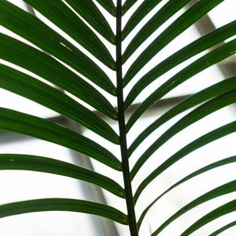 kentia palm howea forsteriana