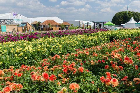 Dahlias la RHS Tatton Park Flower Show 2019