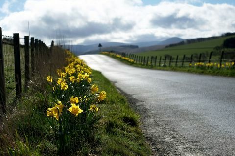 Narcise (Narcissus) flori pe marginea drumului rural