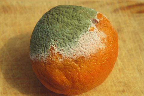 Mucegaiul (Penicillium chrysogenum) crește pe portocaliu, prezentând miceliu steril alb și miceliu conidial albastru.