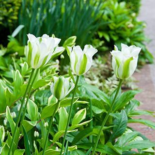 Tulipa ‘Green Spring’