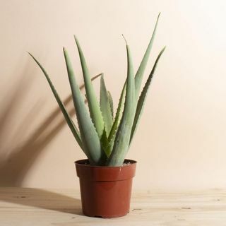 Planta în ghiveci cu Aloe Vera