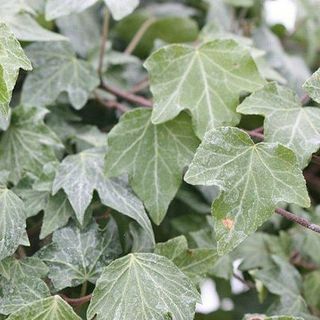 Hedera helix "Green Ripple"