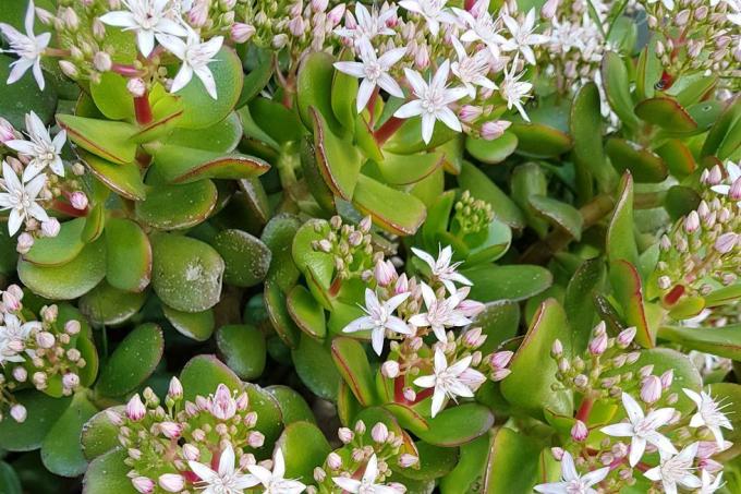 crassula ovata ovata cunoscută și sub numele de plantă de jad, plantă norocoasă, plantă de bani sau arbore de bani