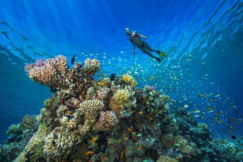 Egipt, Marea Roșie, Hurghada, tânără femeie care se târăște la reciful de corali