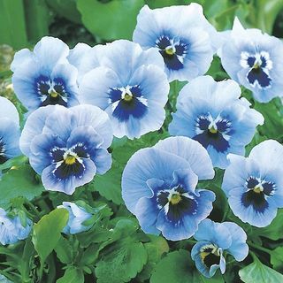 Pansy „Joker Light Blue”