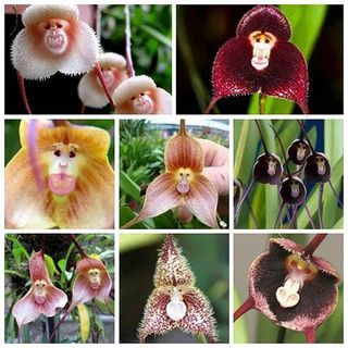 Orhideea Dracula (100 de seminte)