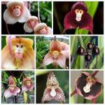 Aceste orhidee rare arată ca fețe de maimuță și puteți cumpăra semințele
