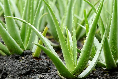 Aloe Vera Creșterea plantelor în fermă