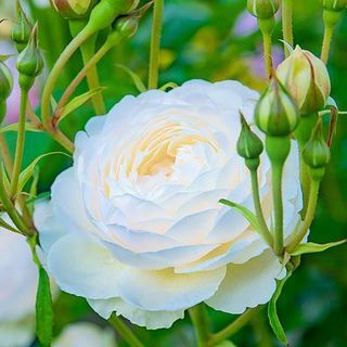 Trandafir "Scented Doubles White" Rosa