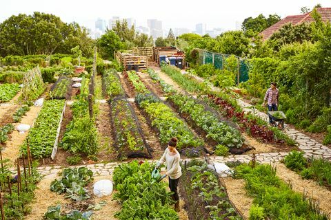 Gestionarea grădinii lor urbane