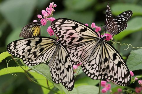 Destul de fluturi atrasi de plantele producătoare de nectar într-o grădină