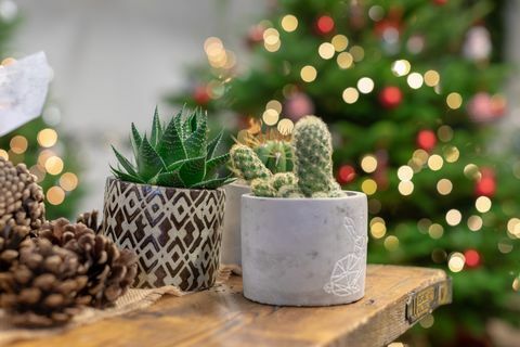 Cactusuri de Crăciun, Centre de grădină Wyevale