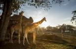 Girafa Manor este locul surreal de vacanță al viselor tale