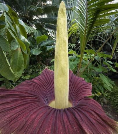 Titan-Arum-floare