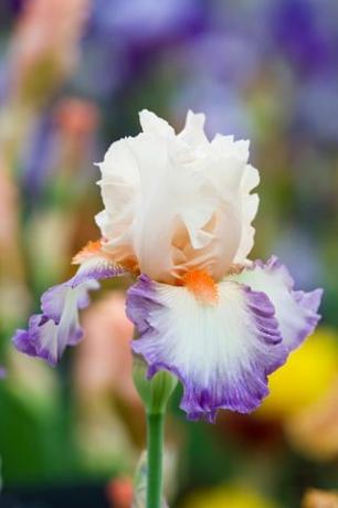 prim-plan al florii de iris folie douce cayeux