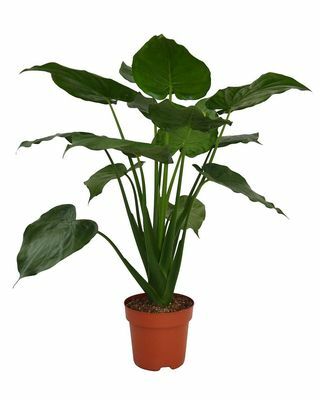 Planta de apartament Alocasia Cuculata