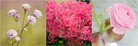 Flori roz: Astrantia roz, Nerine roz, Ranunculus roz