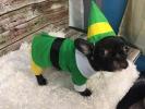 Etsy vinde un costum de elf pentru amic pentru câinele tău