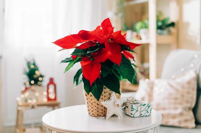 poinsettia frumoasă în ghiveci de răchită, cadouri și spațiu pentru text pe fundal de decorare de vacanță neclară floare tradițională de stea de Crăciun