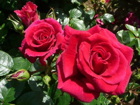 'Lovestruck' (Dicommatac) - numit Rose of the Year 2018 la RHS Hampton Court Palace Flower Show