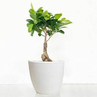 Bonsai Ficus Ginseng