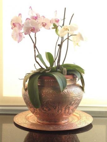 Plantă cu ghivece - orhidee - acasă