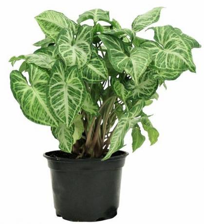 plante, amazon.com