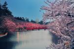 Copacii de cireș din Japonia înflorește 6 luni mai devreme