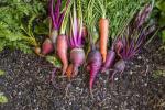 9 pași pentru crearea unei grădini comestibile