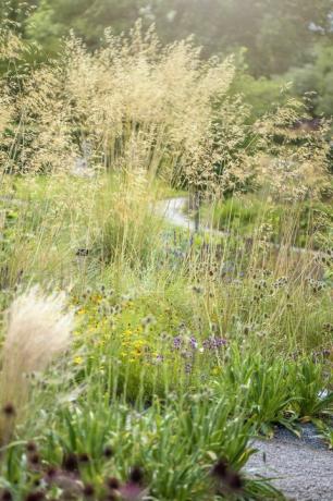 stipa gigantea, celtica gigantea, denumită în mod obișnuit iarbă cu pene gigant, iarbă gigantică cu ac sau ovăz auriu