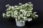 Planta de flori a anului Chelsea este flori de zăpadă „Hortensia” albă ca zăpada