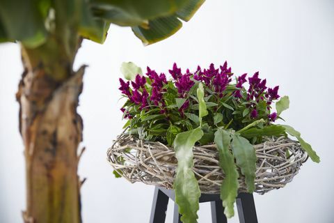Celosia, plantă cu flori purpuriu-închis, pieptănatul Cocoșului