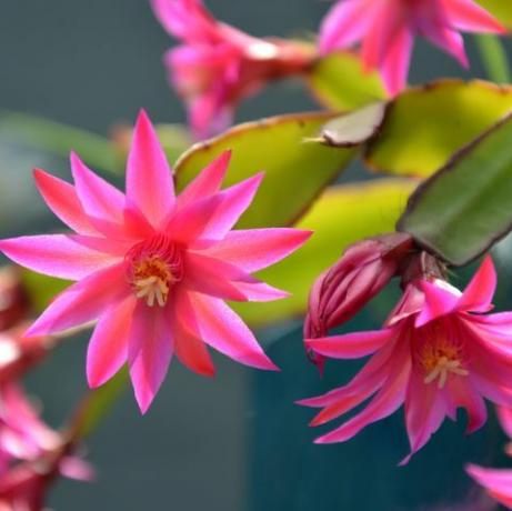 flori roz de zygocactus schlumbergera iluminate din spate de lumina soarelui în grădină, cunoscut și sub numele de cactus crab, cactus de Crăciun sau cactus de Ziua Recunoștinței