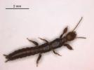 Webspinners: Noua ordine de insecte descoperită pentru prima dată în 100 de ani