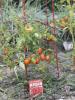 Cherie Chan, „Bling Empire”, a creat o grădină vegetală japoneză cu copiii ei