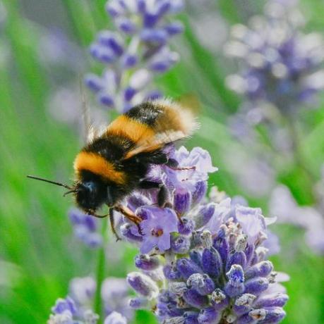 o albină colectează nectarul din levănțică, albina se va acoperi și cu polen și se va transfera la alte plante pe măsură ce hrănește