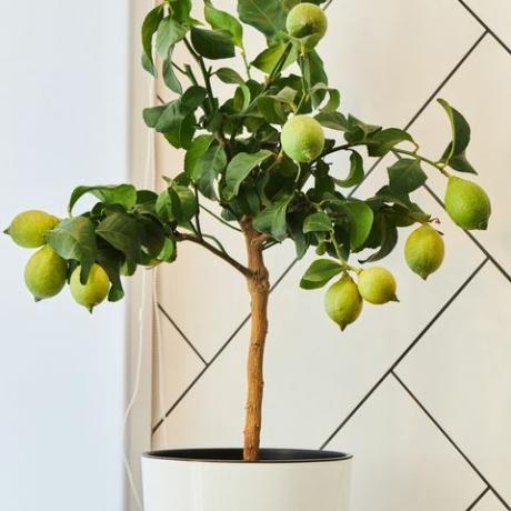 un lămâi cu fructe verzi de lămâie care cresc într-un ghiveci cu plante de casă