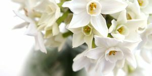 Narcissi albe - narcise de interior