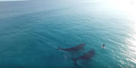 Urmăriți ce se întâmplă când 2 balene gigant se decid să se joace cu un paddleboarder singur