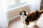 Mutarea casei cu o pisică: Ghidul tău de trebuință