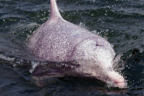 hong kong mediu de conservare animale delfin