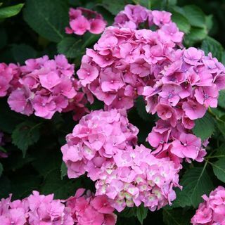 Hortensia Macrophylla 'Altona'