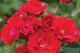 Cherry Frost ™ Rose Rose